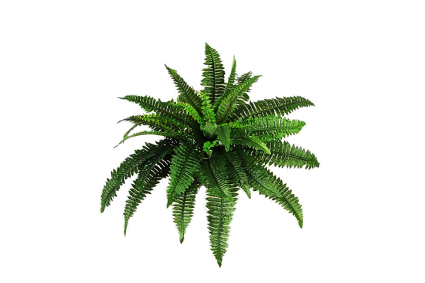 Куст папоротник и Пальма