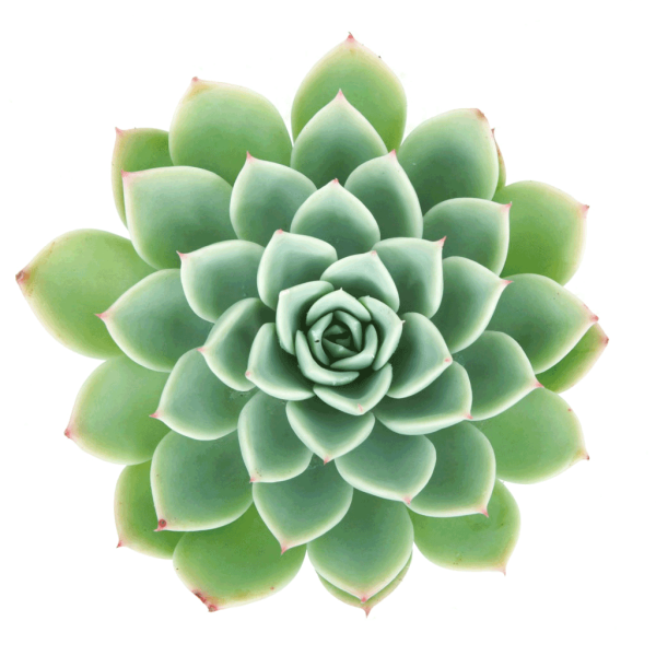 Суккулент эхеверия зеленая