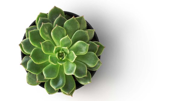 Кактус вид сверху