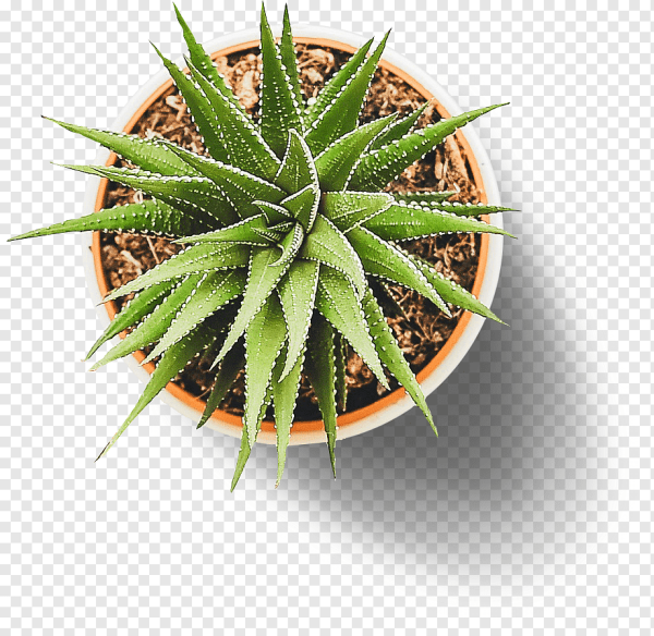 Цветок в горшке сверху