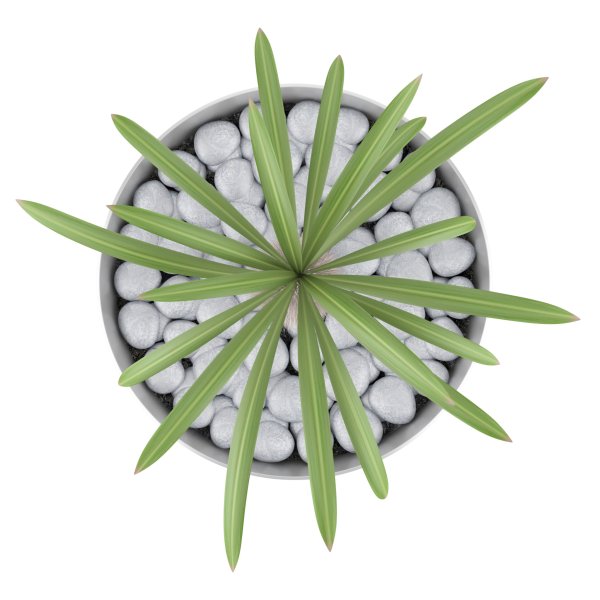 Комнатные растения вид сверху