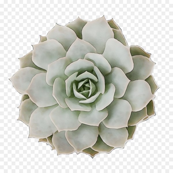 Эхеверия fleur Blanc