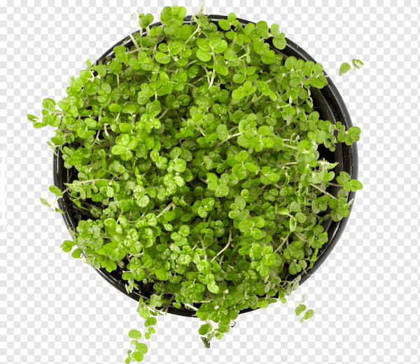 Цветок в горшке вид сверху