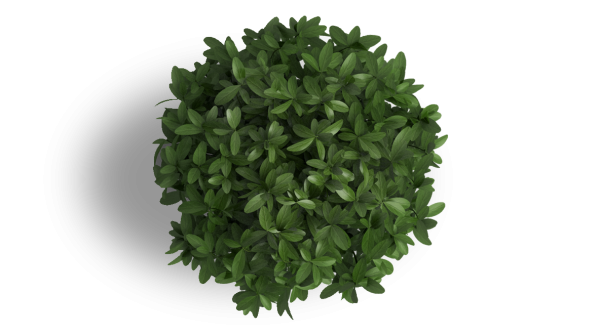 Цветок в горшке вид сверху