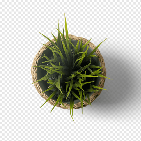 Растения вид сверху