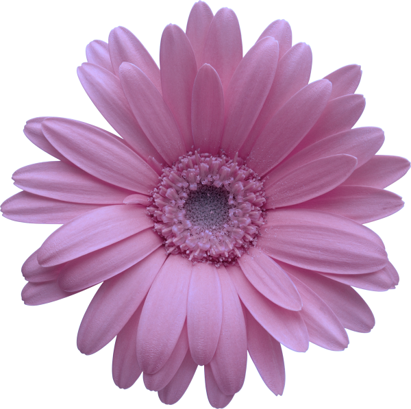 Цветы сверху