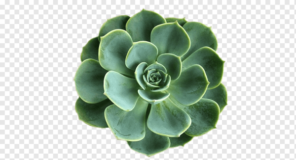 Эчеверия Очиток