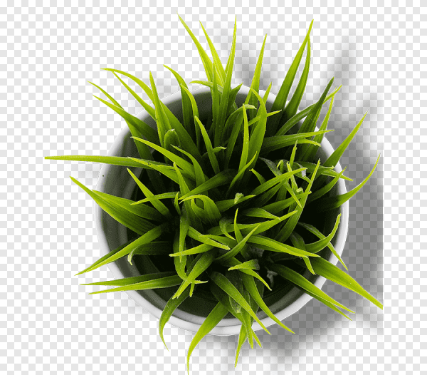 Цветок в горшке сверху