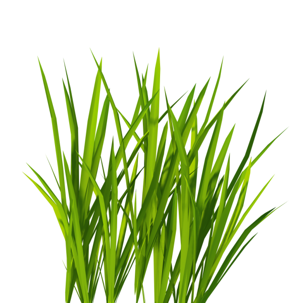 Травинка на белом фоне