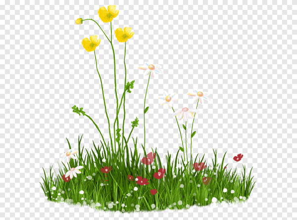 Лужайка на прозрачном фоне