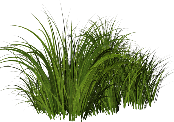 Куст травы Осока