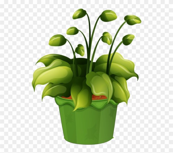 Мультяшная комнатные растения