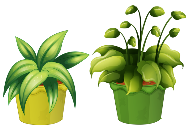 Цветок в горшке клипарт на прозрачном фоне