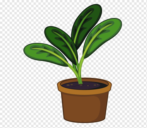 Комнатные растения вектор