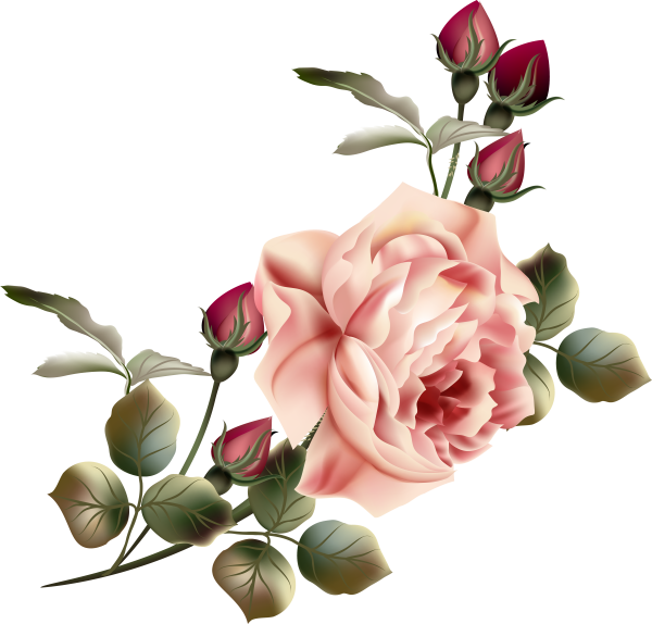 Цветы без фона