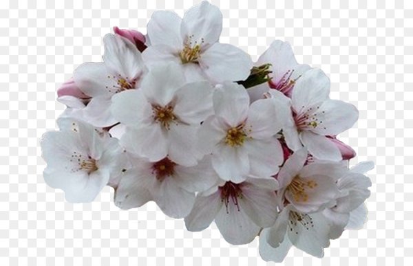 Цветок вишни на белом фоне