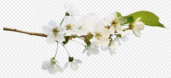 Цветущая ветка на прозрачном фоне