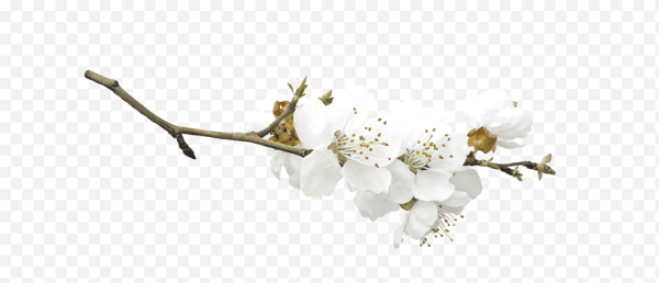 Ветка яблони на прозрачном фоне