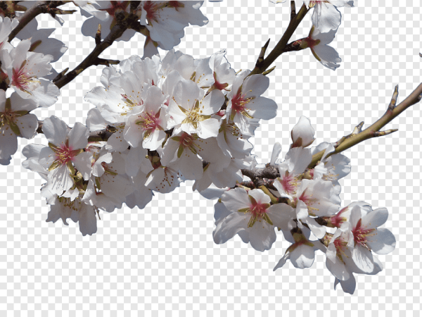 Цветущая вишня на белом фоне