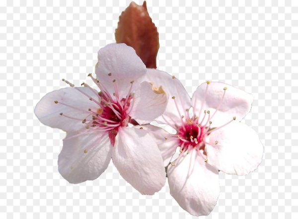 Цветок вишни на белом фоне