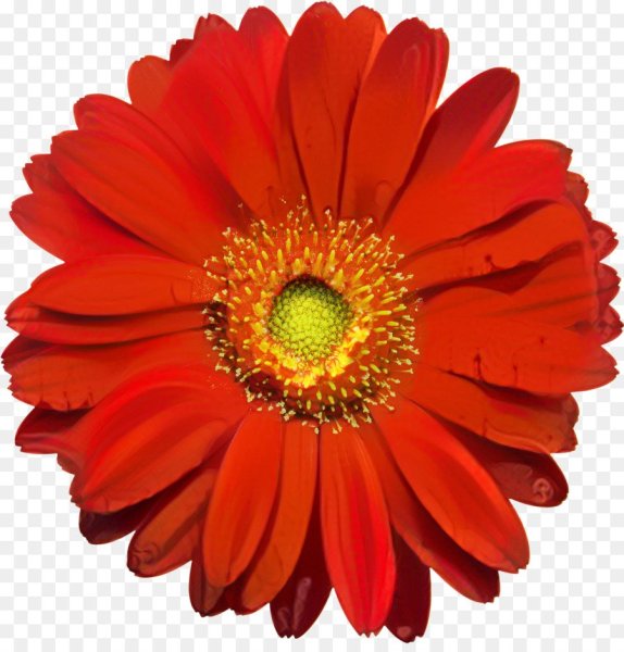 Гербера спринг ред