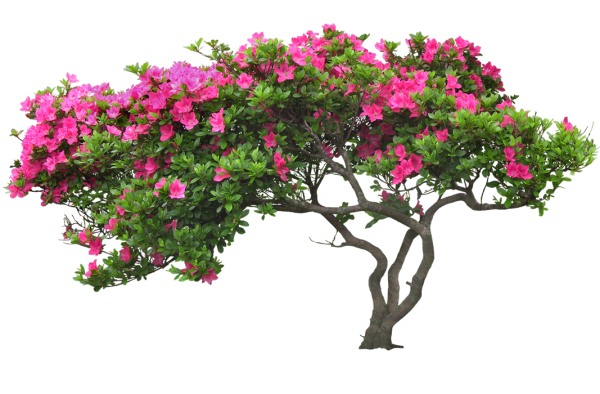 Кусты с цветами