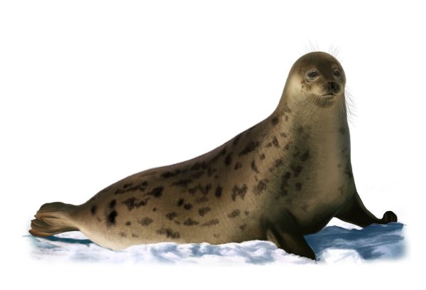 Морской котик на белом фоне