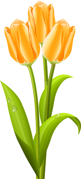 Тюльпаны вектор на прозрачном фоне