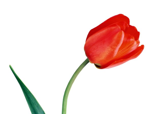 Цветы тюльпаны