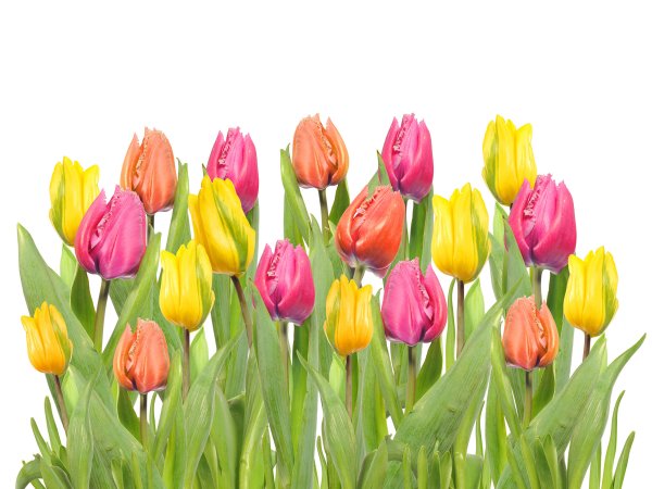 Тюльпаны на прозрачном фоне