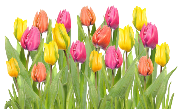 Тюльпаны на прозрачном фоне