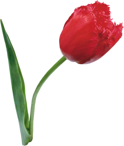 Тюльпаны на белом фоне