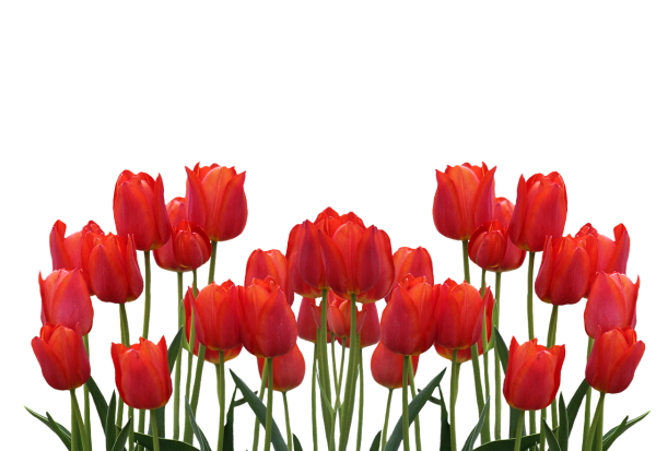 Красные тюльпаны