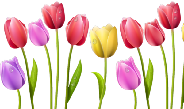 Тюльпан цветок для детей