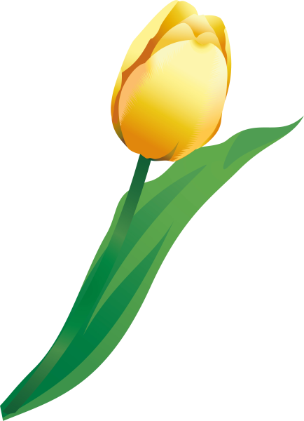 Тюльпан рисунок на прозрачном фоне