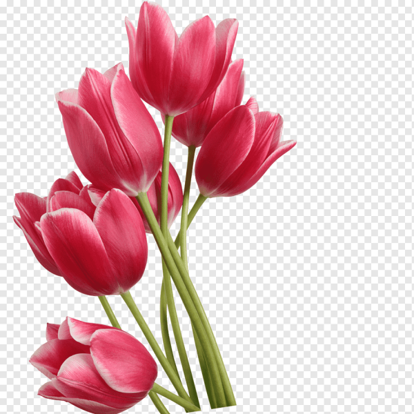 Векторные тюльпаны