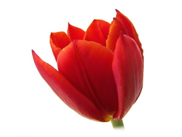 Цветы тюльпаны