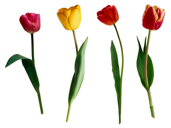 Тюльпан один цветок