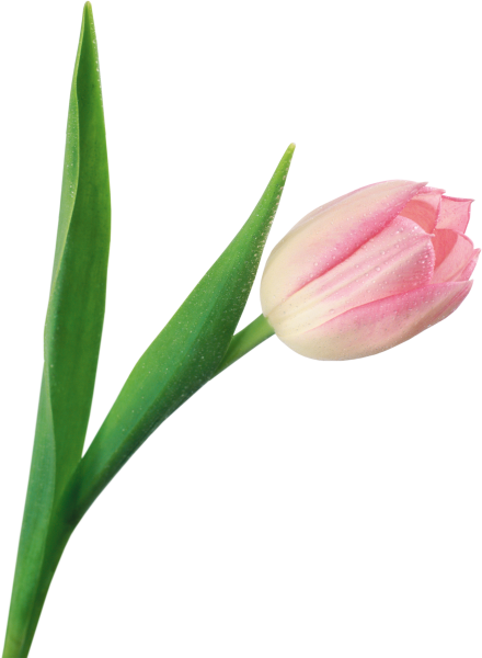 Розовые тюльпаны на прозрачном фоне