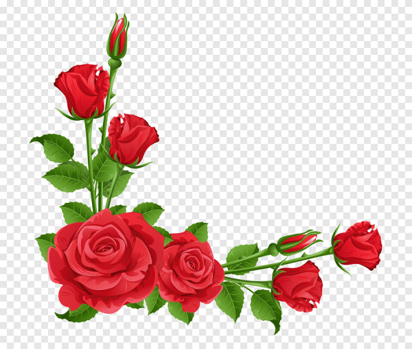 Уголок из роз на прозрачном фоне