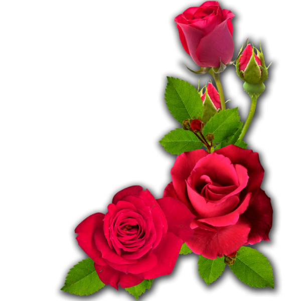 Розы для вставки