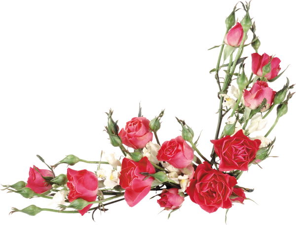 Цветы для фотошопа