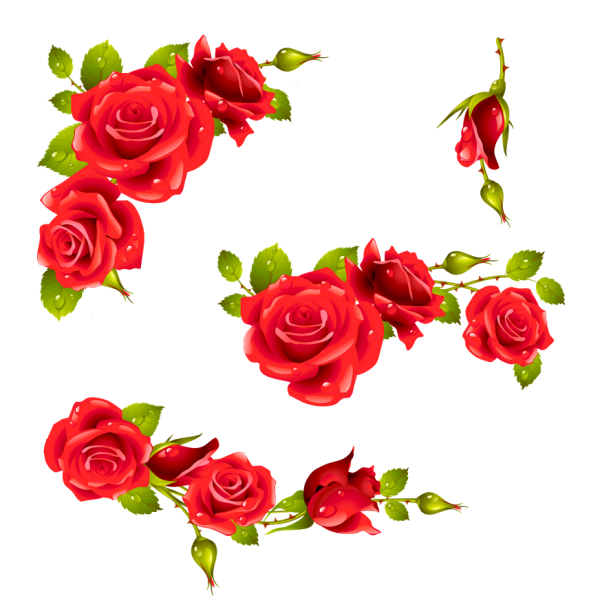 Цветочные уголки розы