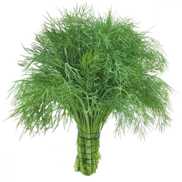 Укроп на прозрачном фоне