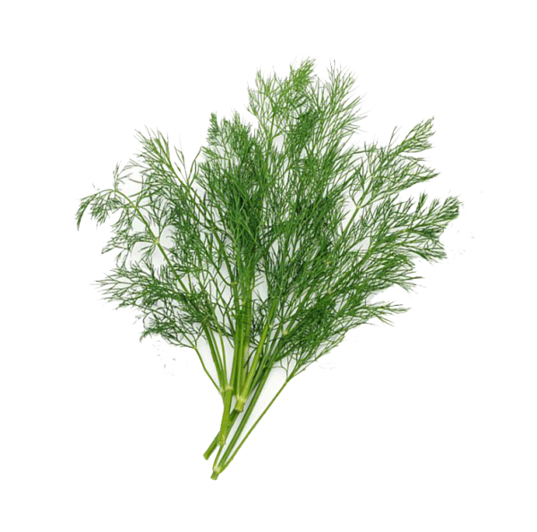 Укроп картинка