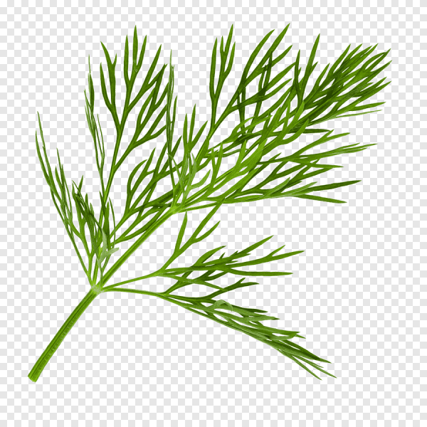 Фенхель веточка