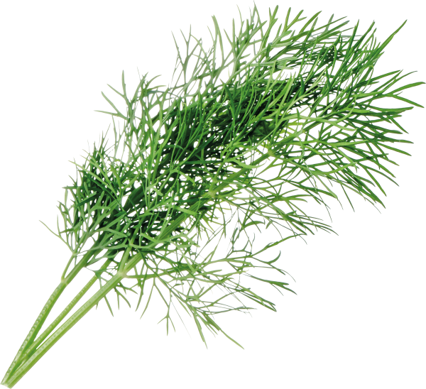 Фенхель пучок