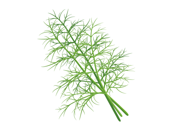 Ветка укропа на прозрачном фоне