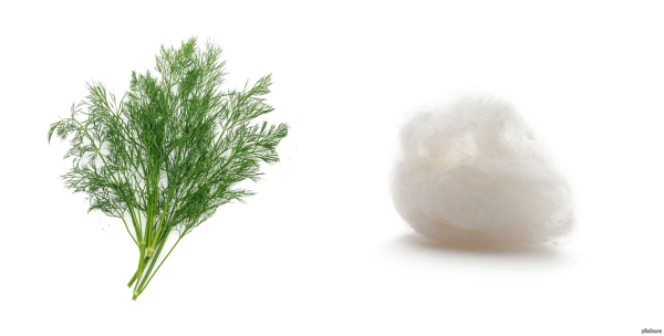 Зелень укропа на белом фоне