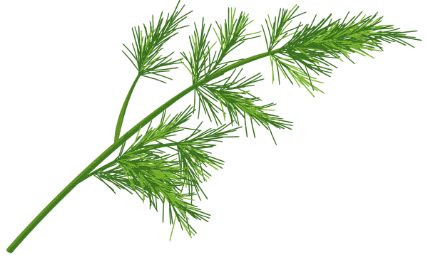 Укроп вектор